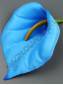 Калла бархатная цветная  1сл. с тычинкой, 10 см (бел,лайм,син,жел,роз,)