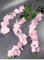 Ветка глицинии с большими соцветиями 1,1м (розовый белый)