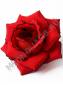 Роза красная с черным краем барх 4сл 14 см.