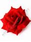 Роза красная с золотом бархат 5сл 15.5см/К