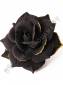 Роза черная с золотом бархат 5сл 15.5см/К 